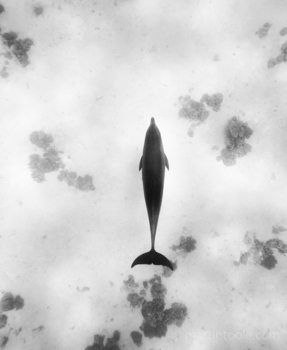 Dolphin Silhouette Swimming Alone Underwater