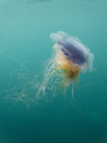 Blue Jellyfish in Cardigan Bay