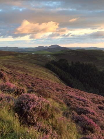 Heather on the Mountainside Looking Over the Llyn Peninsula as the Sun Sets