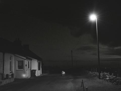 Welsh Sheep Lit By Streetlight In The Road